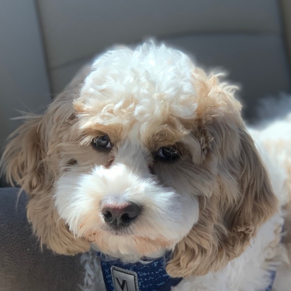 Meet your Posher, Dawn - Picture 1 of 1